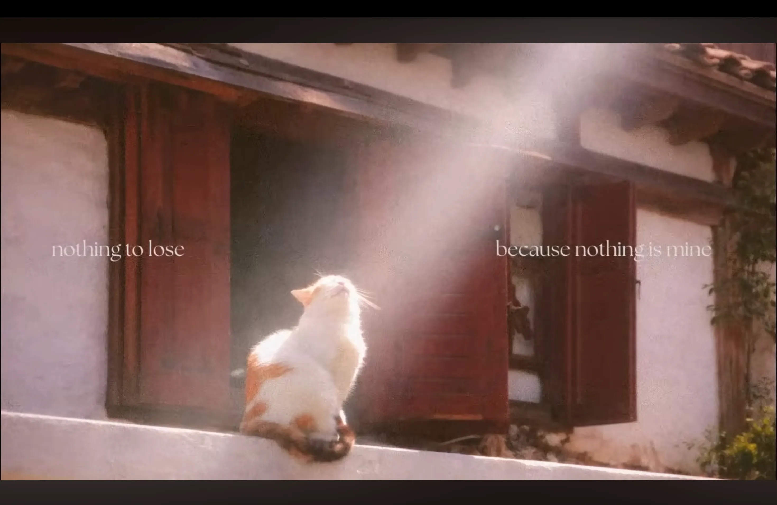 A cat looking into a sunbeam with the words nothing to lose because nothing is mine